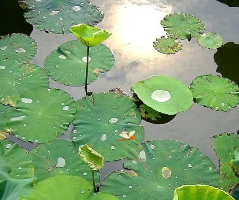 黄梅时节家家雨 青草池塘处处蛙是什么季节