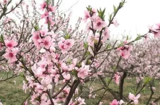 春天到来桃花开打正确生肖