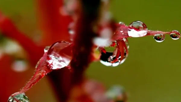 梅雨季节三月春打一生肖