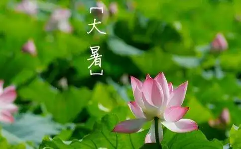 大暑是二十四节气中的第几个节气。