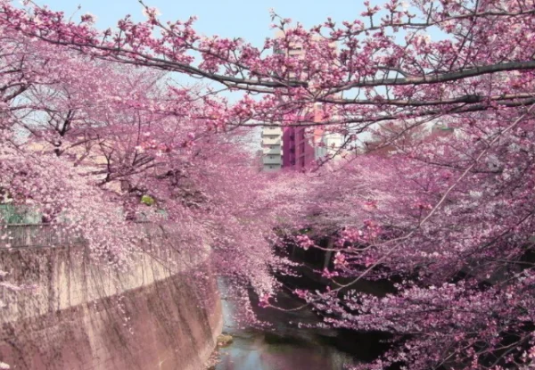 日本有个节日，男性光着屁股满街跑，难怪女孩都不敢参加？